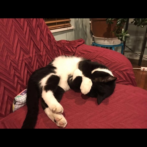 Meet your Posher, Olivia - Picture 1 of 1